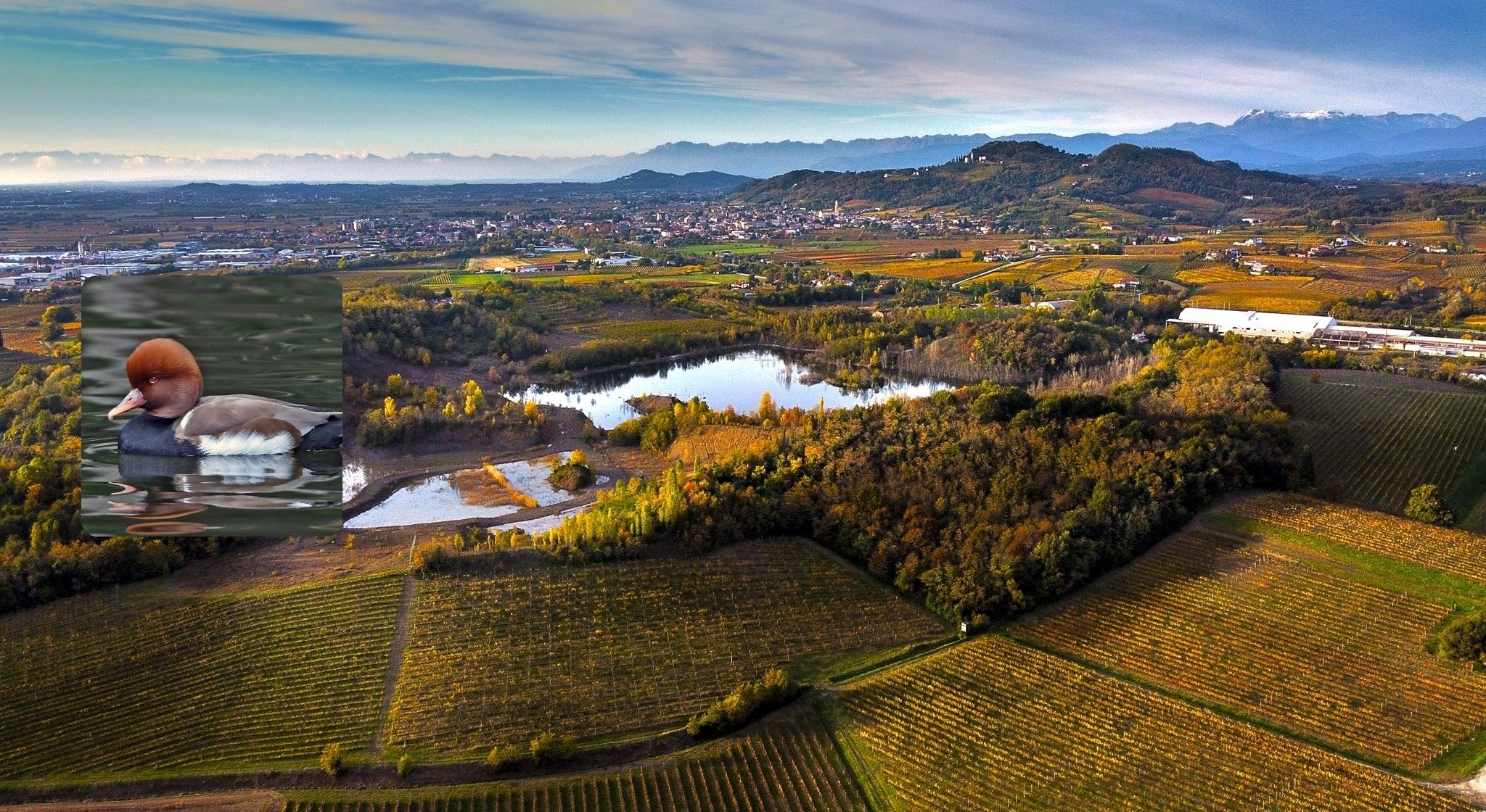 Immagine per Fistione avvistato a Cormons, appello per tutelare l'area di Bosc di Sot